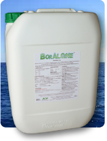 Boralgine ®