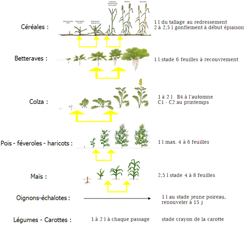 schema-vitalgue8-7-4.jpg